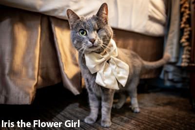 cat flower girl on wedding day